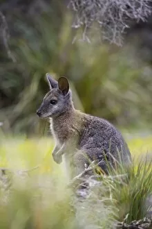 Images Dated 23rd October 2007: Tammar wallaby (Macropus eugenii), Kangaroo Island, South Australia, Australia, Pacific