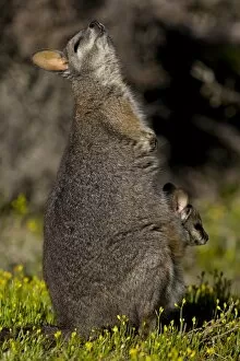 Images Dated 19th October 2007: Tammar wallaby (Macropus eugenii), Kangaroo Island, South Australia, Australia, Pacific