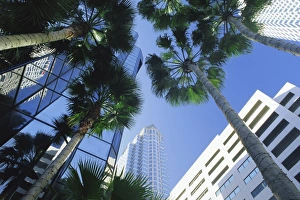 Tampa Prints: Tampa, Florida, USA