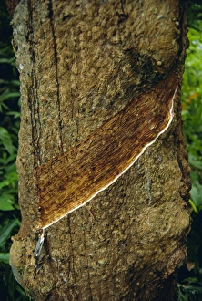 Bark Prints: Tapped rubber tree on an estate
