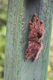 Furry Prints: Tarantula, Amazon Rainforest, Coca, Ecuador, South America