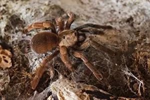 Costa Rica Gallery: Tarantula spider, Arenal, Alajuela Province, Costa Rica, Central America