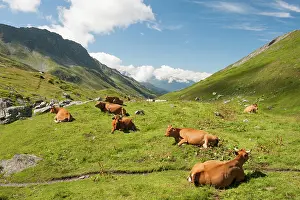 Pasture Prints: Tarentaise cows lying on high mountain pasture near Little St Bernard Pass