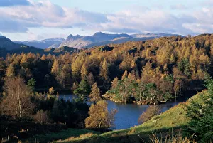 Fall Prints: Tarn Hows, Lake District National Park, Cumbria, England, United Kingdom, Europe