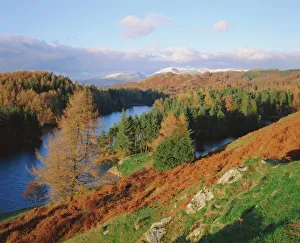 Fall Prints: Tarn Hows, Lake District National Park, Cumbria, England, UK