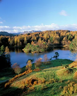 Fall Prints: Tarn Hows, Lake District National Park, Cumbria, England, United Kingdom, Europe