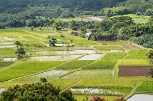 Kauai Prints: Taro fields in Hanalei National Wildlife Refuge, Hanalei Valley, Kauai, Hawaii, United