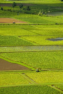 Kauai Prints: Taro fields near Hanalei on the island of Kauai, Hawaii, United States of America, Pacific