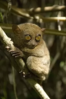 Images Dated 5th March 2010: Tarsier fraterculus, the smallest living primate, 130mm (5 ins) tall, Tarsier Sanctuary