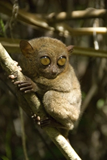 Small Prints: Tarsier fraterculus, the smallest living primate, 130mm (5 ins) tall, Tarsier Sanctuary