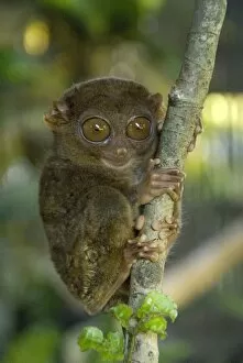 Images Dated 3rd March 2010: Tarsier fraterculus, the smallest living primate, 130mm (5 ins) tall, Tarsier Sanctuary