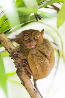 Sticking Out Tongue Prints: Tarsier, Loboc, Bohol, Central Visayas, Philippines, Southeast Asia, Asia