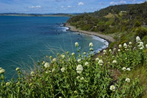 Images Dated 25th October 2008: Tasmania, Australia, Pacific