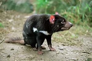 Tasmanian devil, Sarcophilus harrisii, in captivity, Australia, Pacific