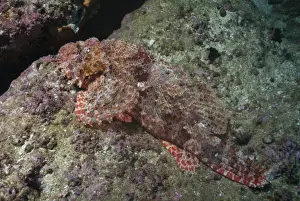 Mozambique Prints: Tassellated scorpionfish (Scorpaenopsis oxycephala), Mozambique, Africa