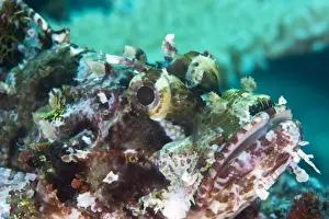 Marine Animal Prints: Tassled scorpionfish (smallscale scorpionfish) (Scorpaenopsis oxycephala), has an