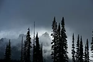 Images Dated 21st September 2010: The Tatoosh Range covered in fog with Subalpine Fir trees silhouetted in foreground