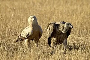 Images Dated 21st October 2006: Tawny eagle (Aquila rapax) and African white-backed vulture (Gyps africanus)