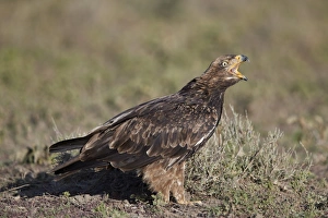 Mouth Open Prints: Tawny eagle (Aquila rapax) calling, Ngorongoro Conservation Area, Tanzania, East Africa
