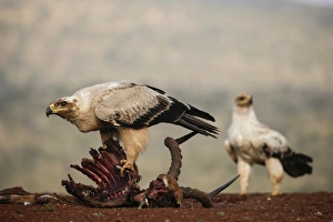 Kwazulu Natal Prints: Tawny eagle (Aquila rapax) on carcass, Zimanga Private Game Reserve, KwaZulu-Natal