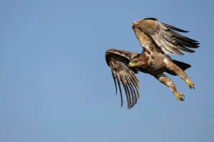 Raptor Prints: Tawny eagle (Aquila rapax) in flight