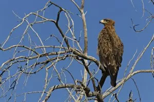 Images Dated 21st November 2008: Tawny eagle (Aquila rapax), Kgalagadi Transfrontier Park, Northern Cape