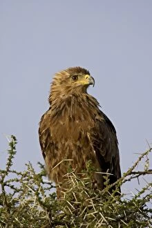 Images Dated 2nd February 2005: Tawny eagle (Aquila rapax), Serengeti National Park, Tanzania, East Africa, Africa