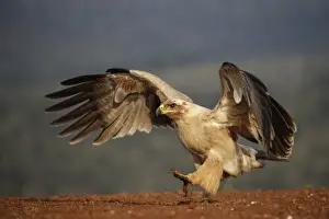 Tawny eagle (Aquila rapax), Zimanga Private Game Reserve, KwaZulu-Natal, South Africa