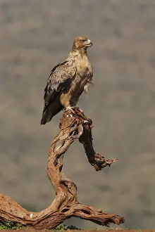 Tawny eagle (Aquila rapax), Zimanga private game reserve, KwaZulu-Natal, South Africa