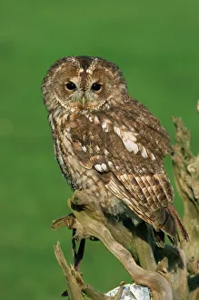 Tawny Owl