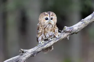 Raptor Prints: Tawny owl (Strix aluco), adult