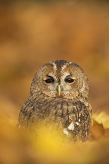 Tawny owl (Strix aluco), among autumn foliage, United Kingdom, Europe