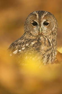 Tawny owl (Strix aluco), among autumn foliage, United Kingdom, Europe