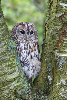Tawny owl (Strix aluco), captive, United Kingdom, Europe