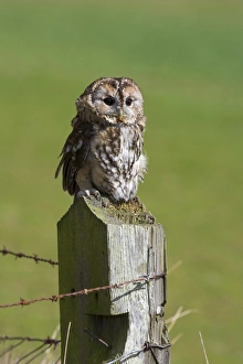 Anticipation Prints: Tawny owl (Strix aluco), captive, perched, United Kingdom, Europe