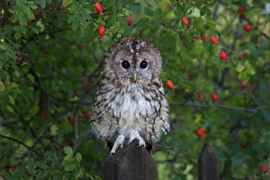 Tawny owl (Strix aluco), on gate with rosehips, captive, Cumbria, England