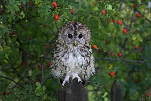 One Bird Collection: Tawny owl (Strix aluco), on gate with rosehips, captive, Cumbria, England