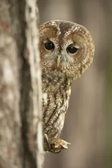 Eye Contact Gallery: Tawny owl (Strix aluco), peering from behind a pine tree, United Kingdom, Europe