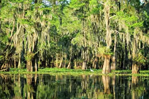 Stillness Prints: Taxodium distichum (baldcypress) in swamp of Atchafalaya Basin near Henderson