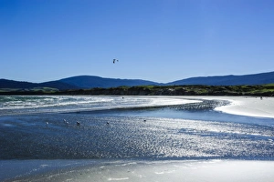 Seagull Prints: Te Waewae Bay, along the road from Invercargill to Te Anau