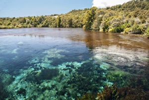 Te Waikoropupu Springs, Takaka karst, South Island, New Zealand, Pacific