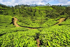 Indian Culture Gallery: Tea bush covered slopes at beautiful Lakshmi tea estate in the Kannan Devan Hills west of