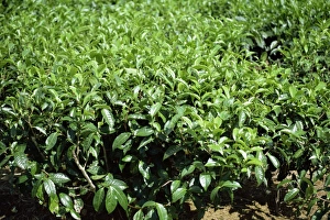 Tea bushes