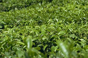 Tea bushes