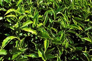 Images Dated 24th May 2010: Tea bushes on Sahambavy estate near Fianarantsoa, Madagascar, Africa