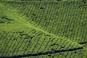 Munnar Prints: Tea country