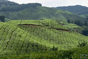 Tea country
