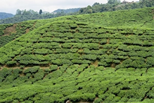 Tea country