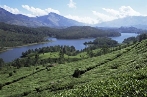 Estate Prints: Tea country high in the Western Ghats near Munnar