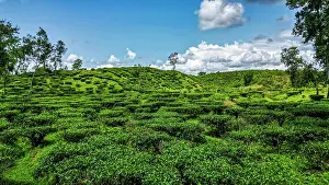 Ecology Prints: Tea cultivation spreads across hills in the Sreemangal region of Bangladesh during daytime with clear skies
